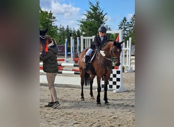 Poni alemán, Caballo castrado, 12 años, 143 cm, Castaño