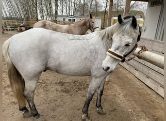Poni alemán, Caballo castrado, 12 años, 143 cm, Tordo