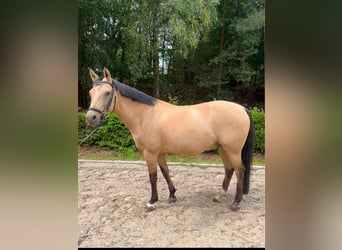 Poni alemán, Caballo castrado, 12 años, 146 cm, Bayo