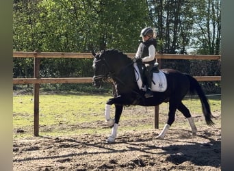 Poni alemán, Caballo castrado, 12 años, 146 cm, Negro