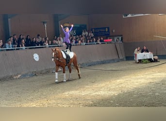 Poni alemán, Caballo castrado, 12 años, 147 cm, Alazán