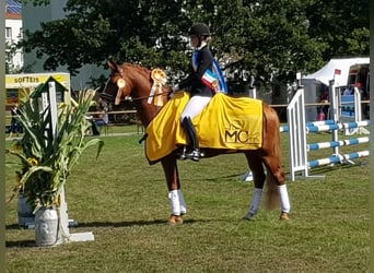 Poni alemán, Caballo castrado, 12 años, 147 cm, Alazán