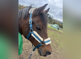 Poni alemán, Caballo castrado, 12 años, 147 cm, Castaño oscuro