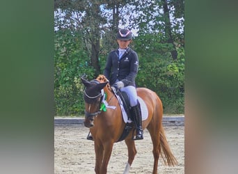 Poni alemán, Caballo castrado, 12 años, 148 cm, Alazán