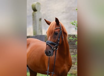 Poni alemán, Caballo castrado, 12 años, 148 cm, Alazán