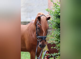 Poni alemán, Caballo castrado, 12 años, 148 cm, Alazán