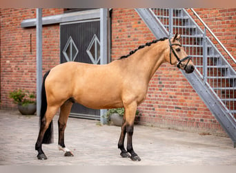 Poni alemán, Caballo castrado, 12 años, 148 cm, Bayo