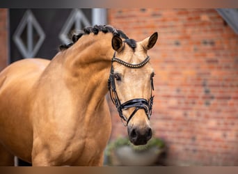 Poni alemán, Caballo castrado, 12 años, 148 cm, Bayo