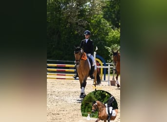 Poni alemán, Caballo castrado, 12 años, 148 cm, Bayo