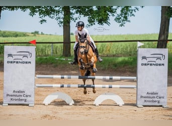 Poni alemán, Caballo castrado, 12 años, 148 cm, Bayo