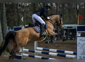 Poni alemán, Caballo castrado, 12 años, 148 cm, Bayo