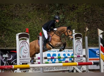 Poni alemán, Caballo castrado, 12 años, 148 cm, Bayo