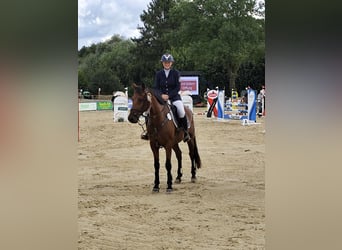 Poni alemán, Caballo castrado, 12 años, 148 cm, Castaño