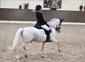Poni alemán, Caballo castrado, 12 años, 148 cm, Palomino