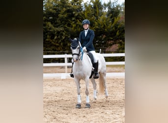 Poni alemán, Caballo castrado, 12 años, 148 cm, Tordo