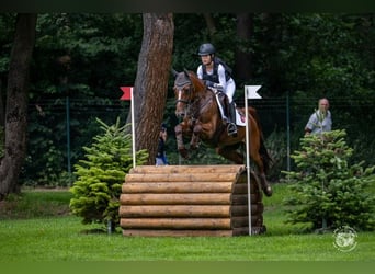 Poni alemán, Caballo castrado, 12 años, 149 cm, Alazán