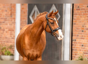 Poni alemán, Caballo castrado, 12 años, 152 cm, Alazán-tostado