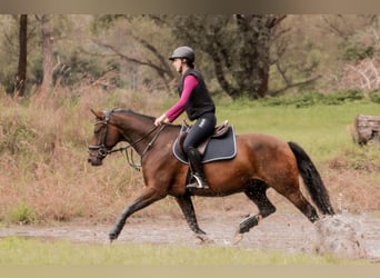 Poni alemán, Caballo castrado, 12 años, 155 cm, Castaño