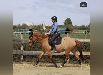 Poni alemán, Caballo castrado, 12 años, 156 cm, Red Dun/Cervuno