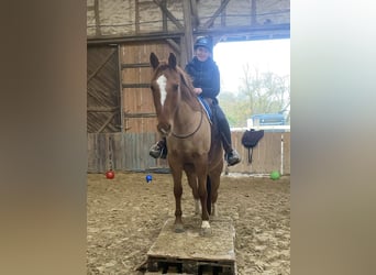 Poni alemán, Caballo castrado, 12 años, 156 cm, Red Dun/Cervuno