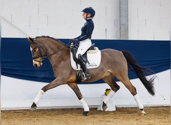 Poni alemán, Caballo castrado, 12 años, Bayo