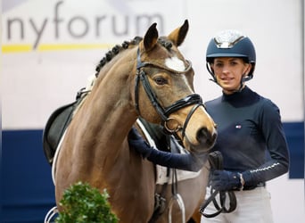 Poni alemán, Caballo castrado, 12 años, Bayo