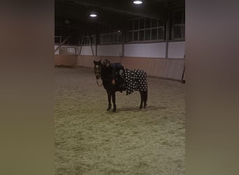 Poni alemán, Caballo castrado, 13 años, 138 cm, Castaño