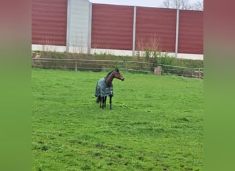 Poni alemán, Caballo castrado, 13 años, 138 cm, Castaño