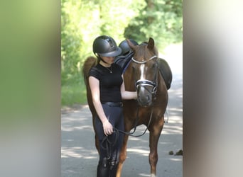 Poni alemán, Caballo castrado, 13 años, 143 cm, Alazán-tostado