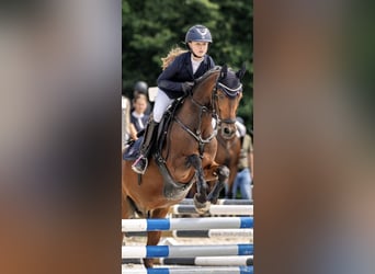 Poni alemán, Caballo castrado, 13 años, 145 cm, Castaño