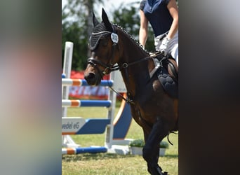 Poni alemán, Caballo castrado, 13 años, 146 cm, Morcillo