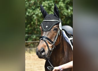 Poni alemán, Caballo castrado, 13 años, 146 cm, Morcillo