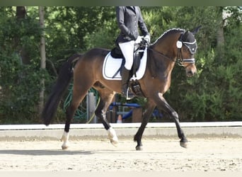 Poni alemán, Caballo castrado, 13 años, 146 cm, Morcillo