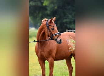 Poni alemán, Caballo castrado, 13 años, 147 cm, Alazán