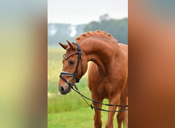 Poni alemán, Caballo castrado, 13 años, 147 cm, Alazán