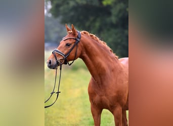Poni alemán, Caballo castrado, 13 años, 147 cm, Alazán