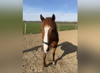 Poni alemán, Caballo castrado, 13 años, 147 cm, Alazán