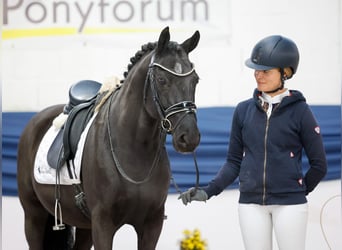 Poni alemán, Caballo castrado, 13 años, 147 cm, Castaño