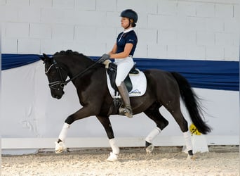 Poni alemán, Caballo castrado, 13 años, 147 cm, Castaño