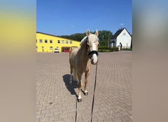 Poni alemán, Caballo castrado, 13 años, 147 cm, Palomino