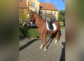 Poni alemán, Caballo castrado, 13 años, 148 cm, Alazán