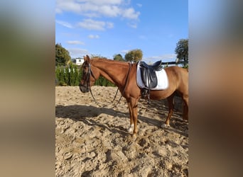 Poni alemán, Caballo castrado, 13 años, 148 cm, Alazán
