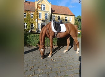 Poni alemán, Caballo castrado, 13 años, 148 cm, Alazán