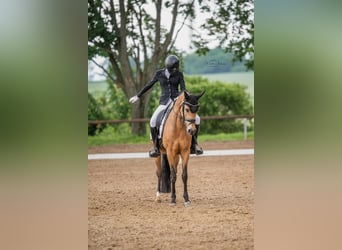 Poni alemán, Caballo castrado, 13 años, 148 cm, Bayo