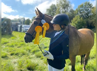 Poni alemán, Caballo castrado, 13 años, 148 cm, Bayo