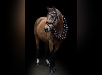 Poni alemán, Caballo castrado, 13 años, 148 cm, Bayo