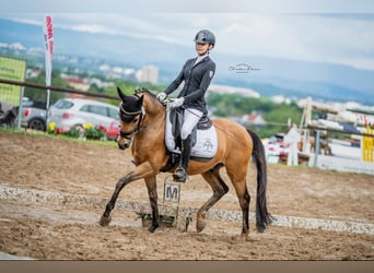 Poni alemán, Caballo castrado, 13 años, 148 cm, Bayo