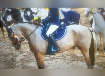 Poni alemán, Caballo castrado, 13 años, 148 cm, Bayo