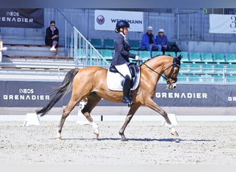 Poni alemán, Caballo castrado, 13 años, 148 cm, Castaño