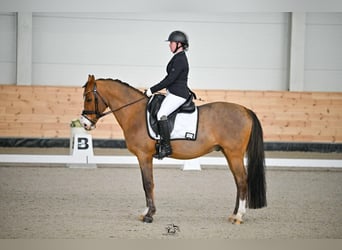 Poni alemán, Caballo castrado, 13 años, 148 cm, Castaño